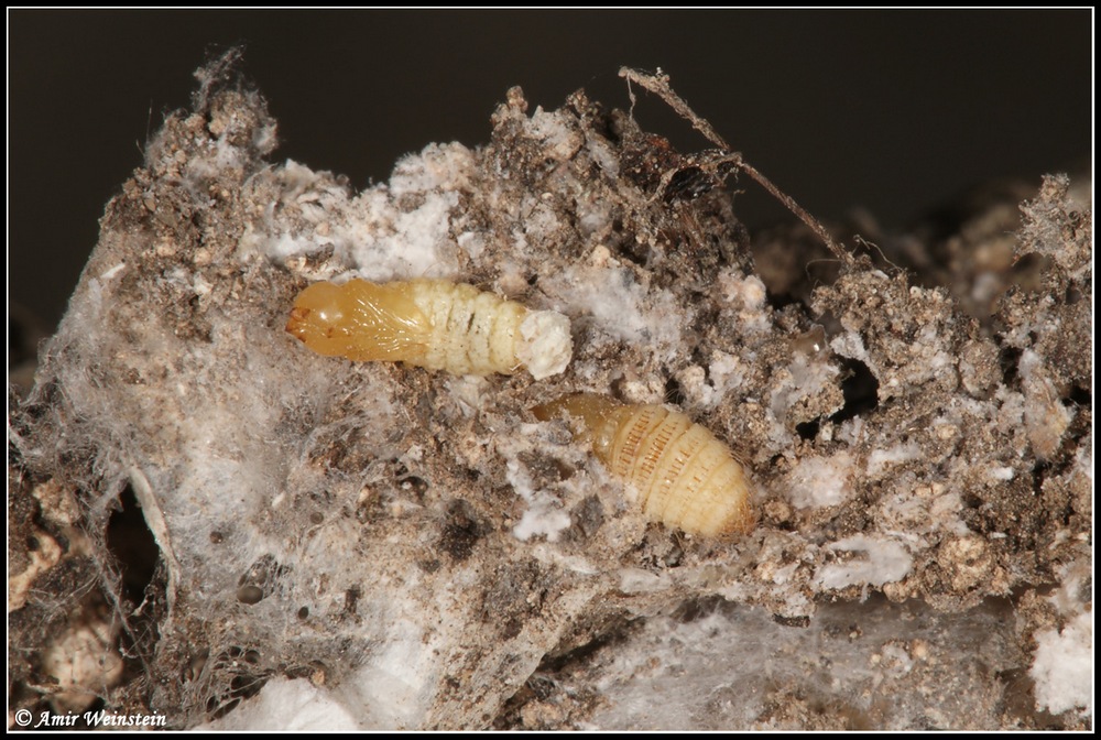 Diptera d''Israele  -  Eclimus gracilis (Bombyliidae).